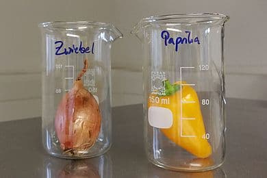 Eine Zwiebel und eine Paprika in je einem Laborglas.