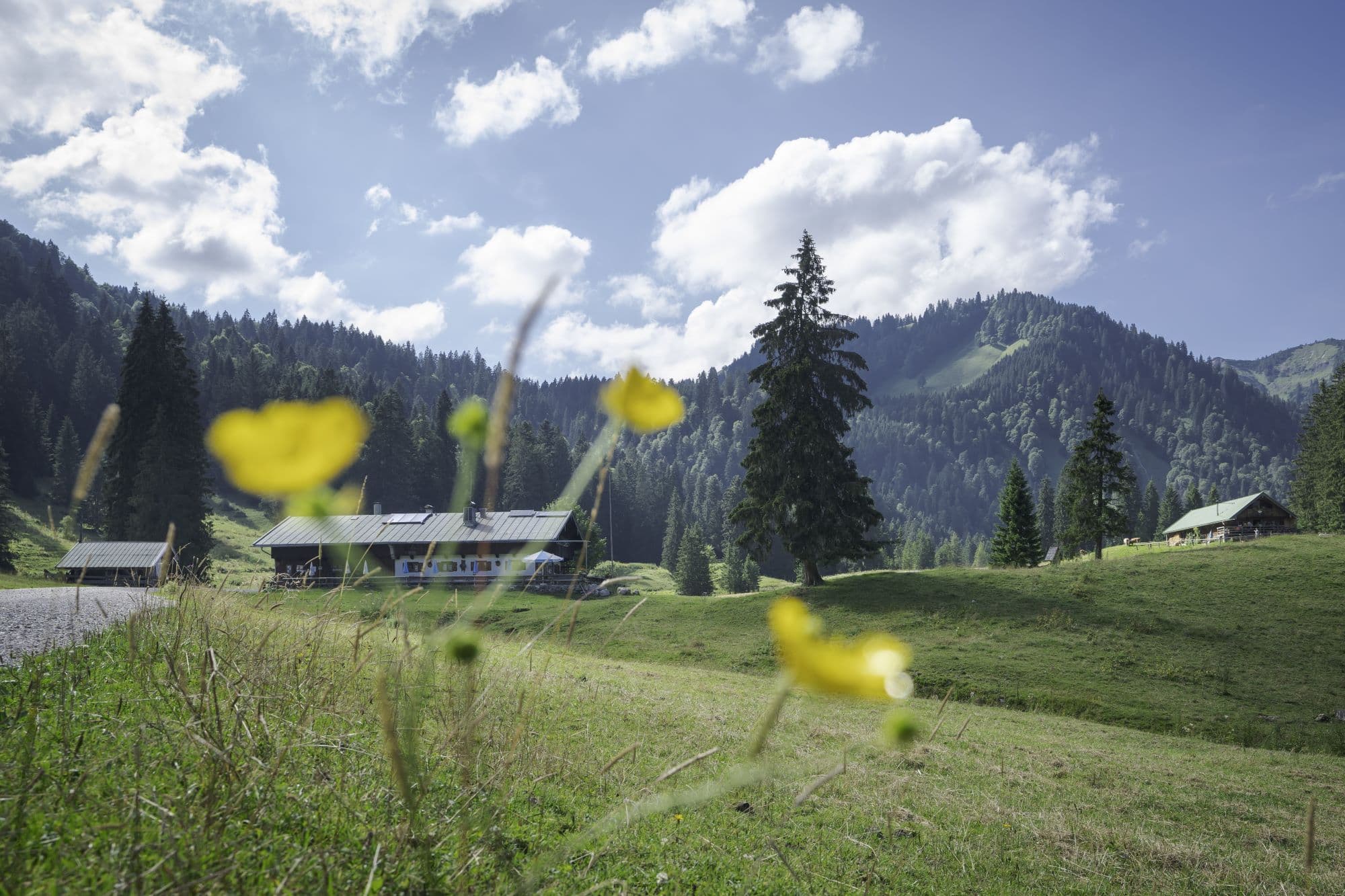 The Schwarzentenn Alm in a green Alpine valley near Kreuth.