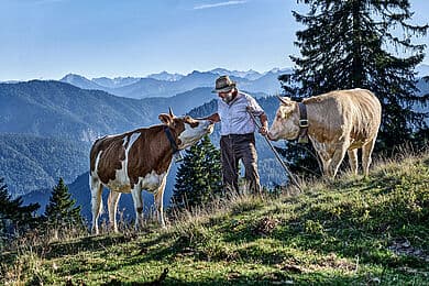 Ein Bergbauer auf einem Bergpfad zwischen zwei Kühen (eine braun-weiß gefleckte und eine hellbraune), der mit Stock eine Kuh am Halsband hält; im Hintergrund mehrschichtige Bergketten, Nadelbäume und blauer Himmel.