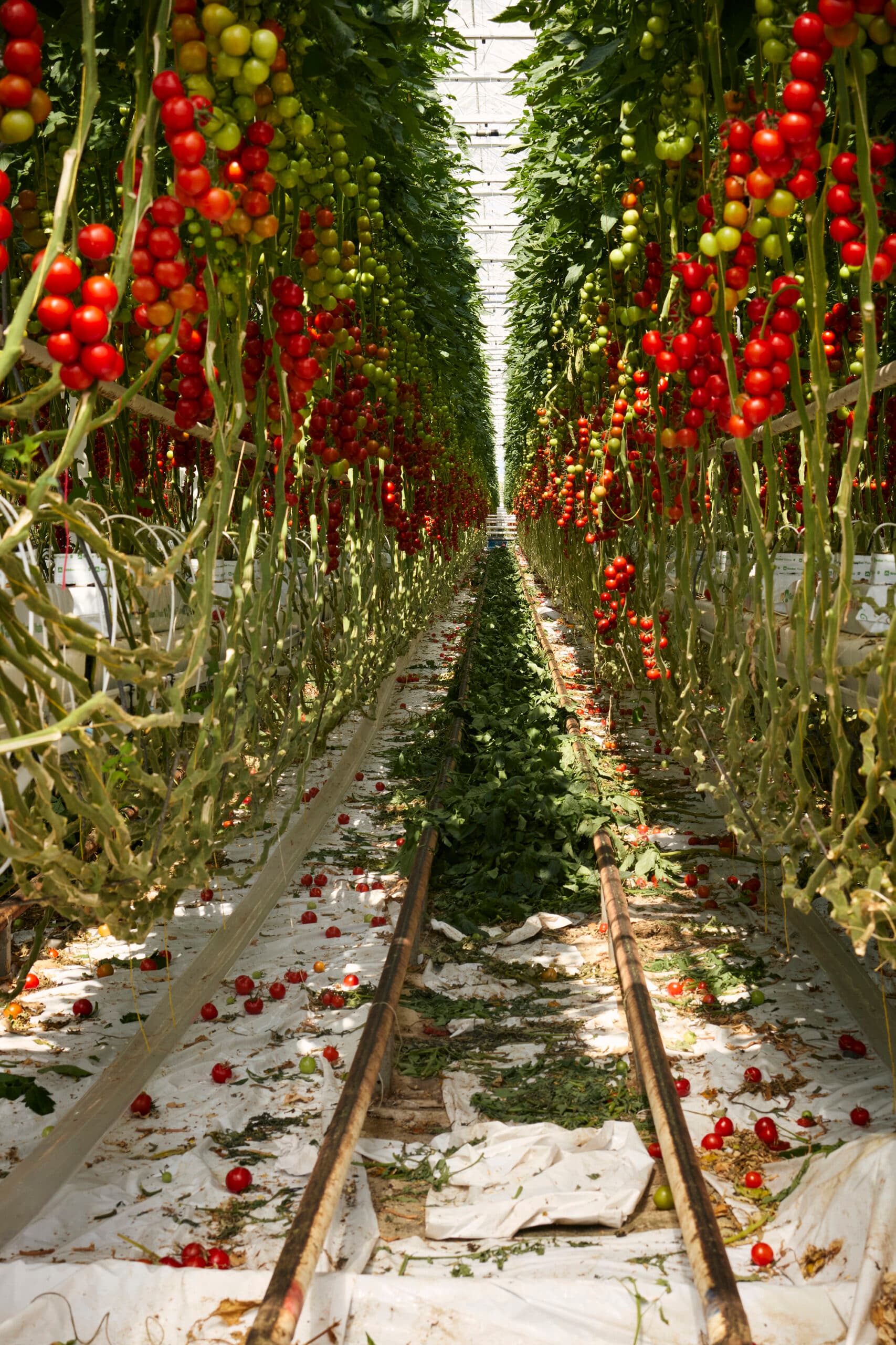 Interior of a high-tech greenhouse shown in the Convivium exhibition